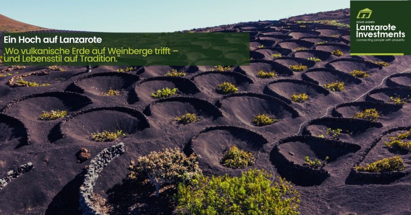 Entdecken Sie die Weine der Insel und den Lanzarote WineRun 2025